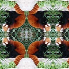 Red Panda