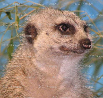 Meerkats