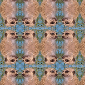 Meerkats