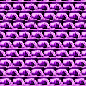 Hyrax Dreams (purple)