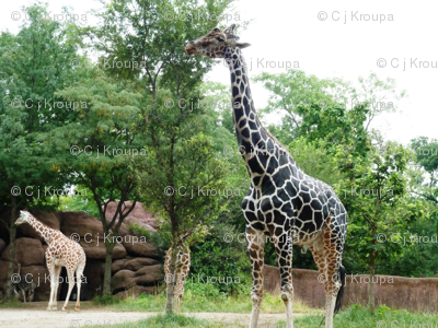 Giraffe Circles