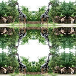 Giraffe Circles