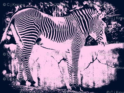 Navy Zebra