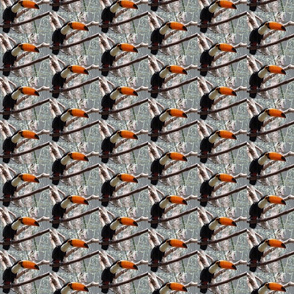 Toucans