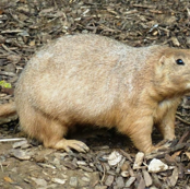 Prairie Dogs