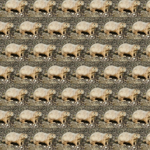 Prairie Dogs