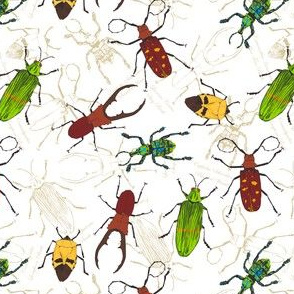 beetles