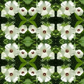 White Hibiscus