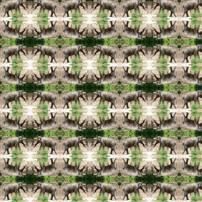 Elephants