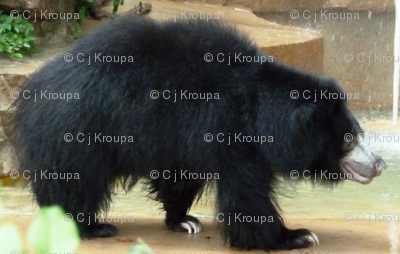 Sloth Bears