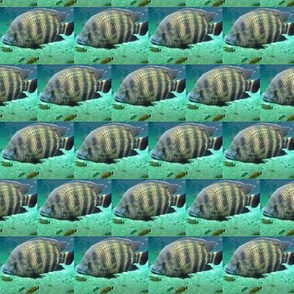 Fish Three