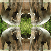 Elephant Geometric