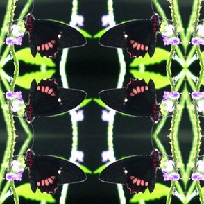 Butterfly Geometric