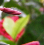Nature's Valentine