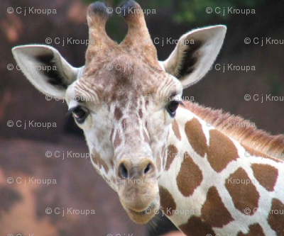 Portrait of a Giraffe