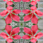 Hibiscus Lattice