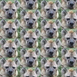 Hyena Faces