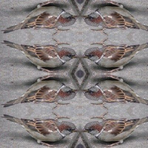 Sparrows