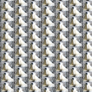 Polar Bear Stripes