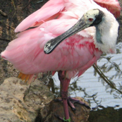 Roseate Spoonbill
