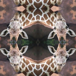 Giraffe Circles Two