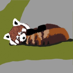 Baby Red Pandas