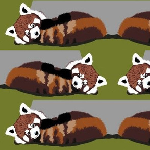 Red Panda Bears