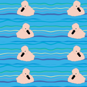 Swimming Baby Goslings