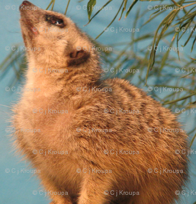 Meerkat Geometric
