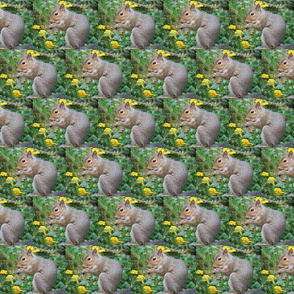 Seme' of Squirrels