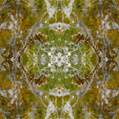 "Summer Solstice"