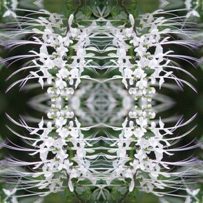 White Flower Bloom
