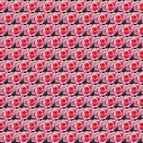 Little Roses