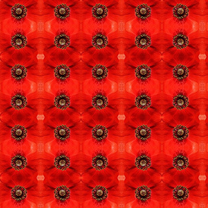 Red Poppy