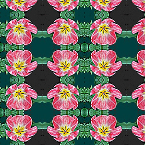 Candy Pink Tulip