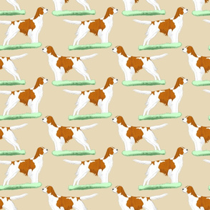 Irish red and white Setters - tan