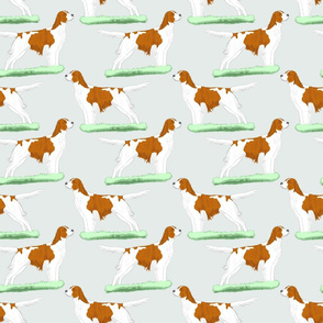 Irish red and white Setters - sky blue