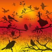 birds shadows sunset
