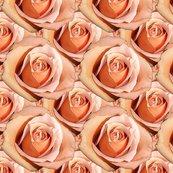 Rlady_hamilton_roses_bright_shop_thumb