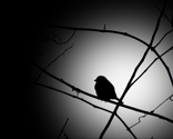 007_im_bird
