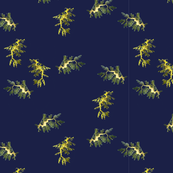 seadragons randomly placed