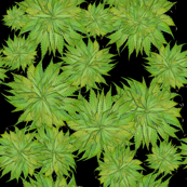 Plains of Mary Jane Scatter