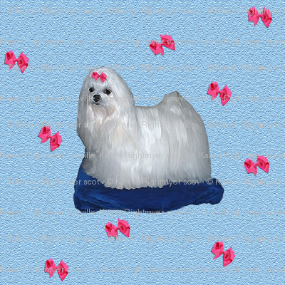 maltese dog
