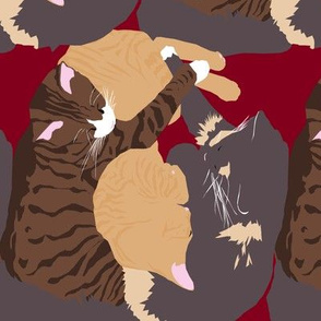 Cat Sandwich on Red