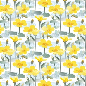 Nymphoides peltata - Fringed water-lily