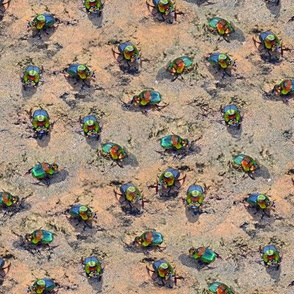 Tiny Beetles