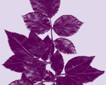 Rnew_growth_thumb