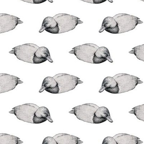 Duck in Grey