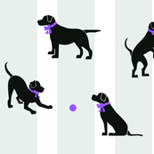 Lab Playing Purple