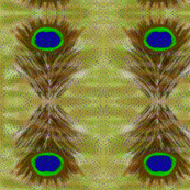 Popping_Peacock